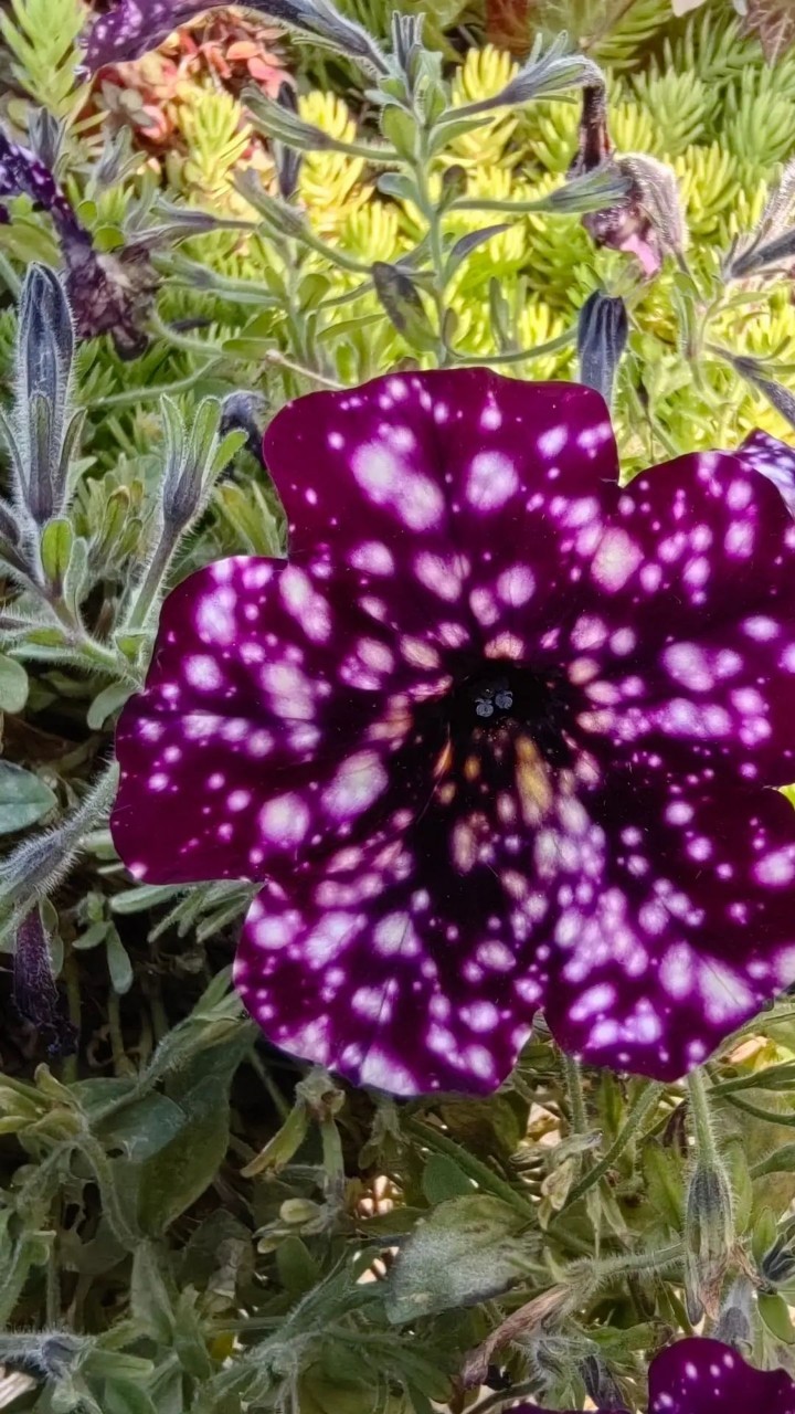 Шикарная звездная петунья!💜💜💜