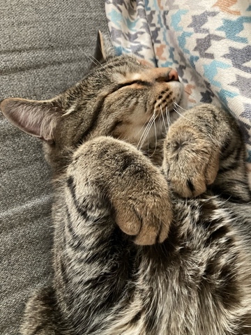 maksen_maksenych в LOOKY. #кошачийблог,#мыизкотограма,#котыванфасивпрофиль,#кот,#жизнькота,#усымоидлинные,#котофото,#котизм,#котэ,#кот,#кошка,#весна,#1мая. С 1 мая!! Мир, мур, ...