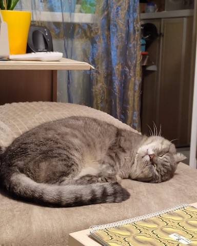 jusik__happy_cat в LOOKY. #джусик_нн,#котоблогер,#looky,#вислоушка,#Шотландскийвислоухий,#милашка,#любимчик,#котики,#кот,#пушистик,#мыизкотограма,#LOOKY_топ,#мойкотик,#котикинаркотики,#котикиправятмиром,#безкотаижизньнета,#кошкитакиекошки,#котомафия,#котомагия,#котикирулят,#питомец,#любимыйпитомец. Всем дружочкам и под...