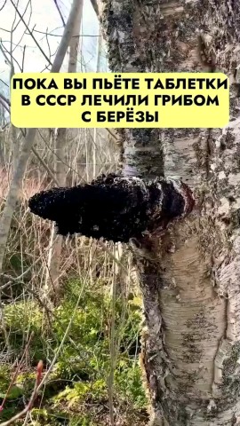 Надежда в LOOKY. #Чага,#чёрное_золото,#Иммунселл-. #Чага - один из лучш...
