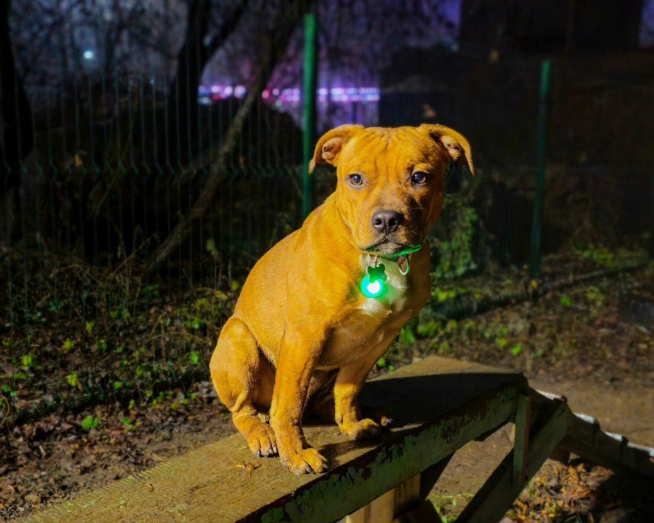 BuchTheStaffy in LOOKY