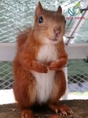 epic_travels в LOOKY. . 🐿 Так злятся белки
...