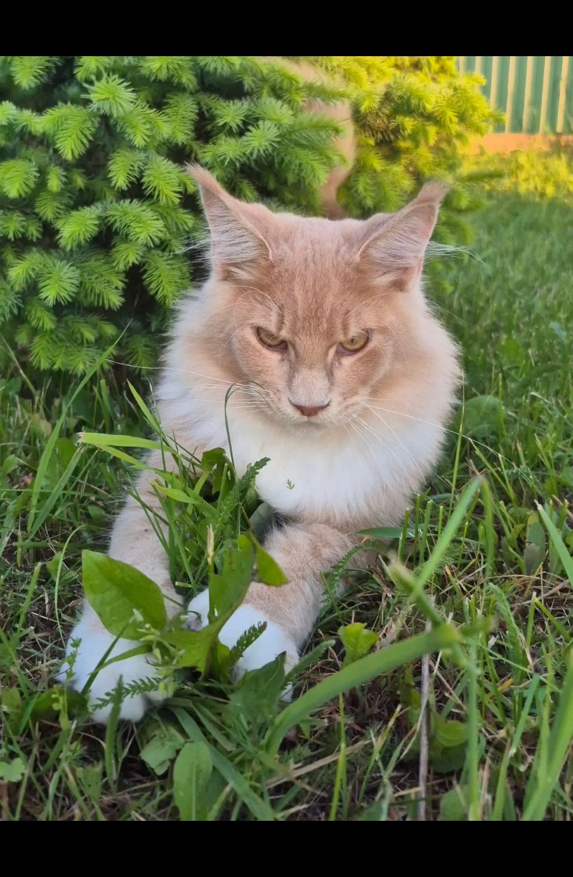 Анюта и Персиковый Раф в LOOKY. #кот,#рыжий_рафинад,#мейнкун,#mainecoon,#котики,#жизньспитомцем,#котдня,#пушистыйдруг,#куноребенок,#котейка. Как приручить дракон...