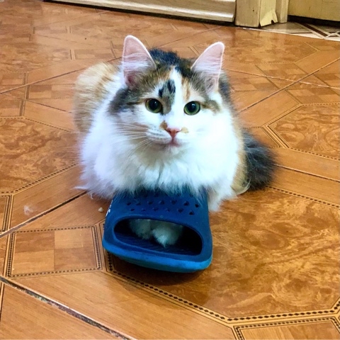 koshkabaza в LOOKY. #базачерныхкотов,#koshkobaza,#котики,#кошки,#котенок,#коасавица,#мимими,#кот. Таля вчера ночью при...