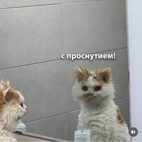 Grishin 86 в LOOKY. . 