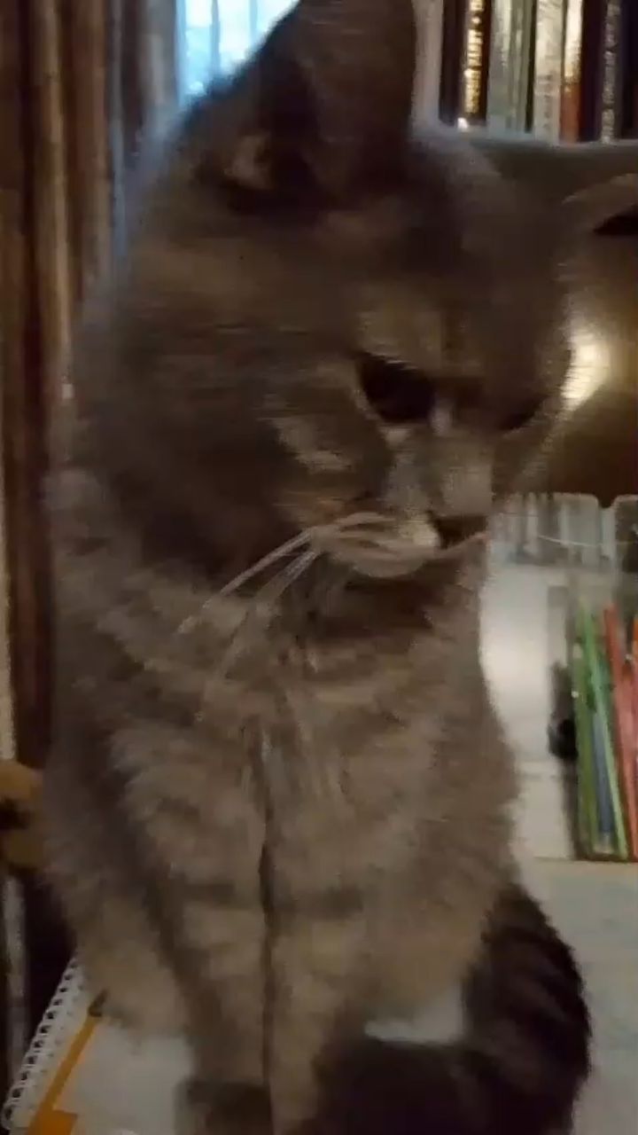 Звёздный Панда в LOOKY — Поставьте лайк ради котика СИГМЫ