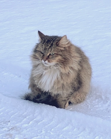 niki_nezumi в LOOKY. #кот,#котики. Нашла в телефончике ...