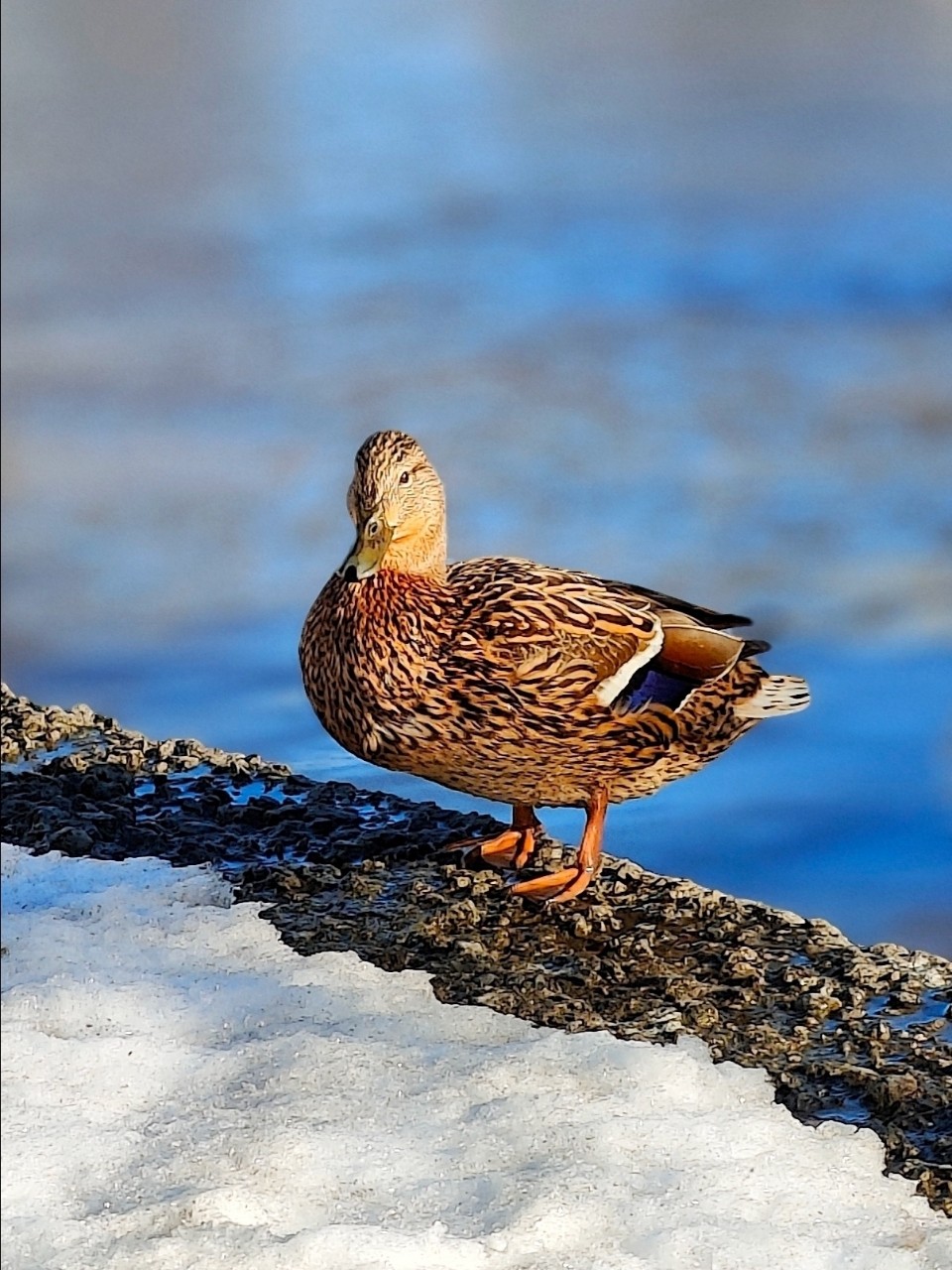 Виктор в LOOKY — фото 3