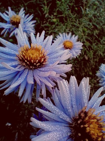 22vetrova22 в LOOKY. . 