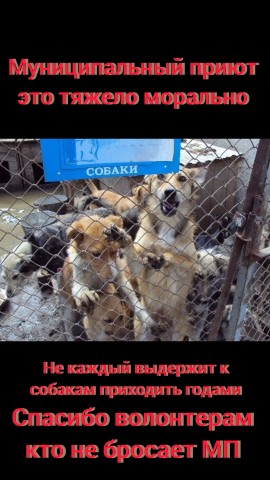 Лена Козлова в LOOKY — Муниципальный приют — это тяжело морально, не каждый выдержи