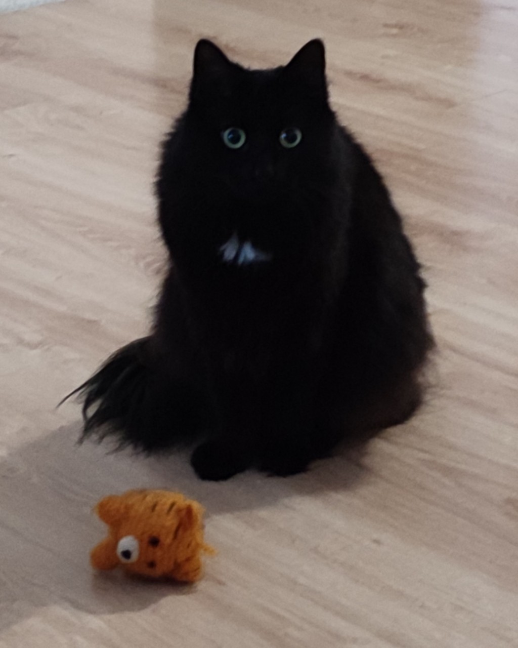 cute_marcus_cat