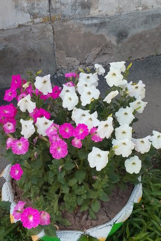 Укладова Екатерина в LOOKY. . Петунии, выращенные ...