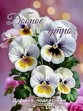 Looky_177521319440383