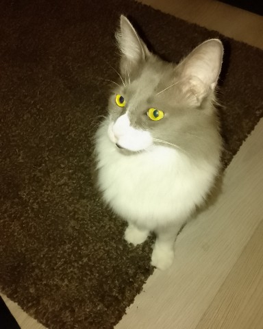 Кот эклер в LOOKY. . 
