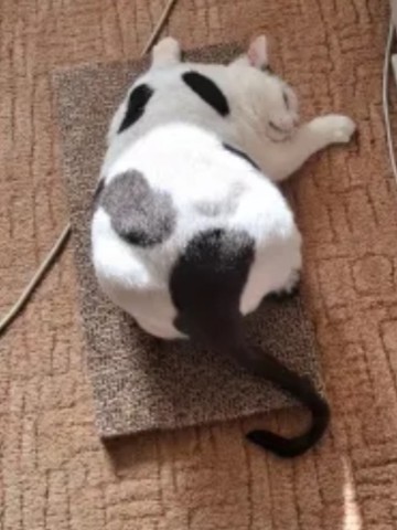kogtedralka в LOOKY. #кошки,#котики,#котята,#прокошек,#когтеточки,#когтедралка,#двусторонняя_когтеточка,#рекомендации,#актуальное,#важно,#cats,#питомцы,#животные,#круто,#супер,#номер1,#чудо,#интересно,#красота,#сегодня,#счастье,#любовь,#лучшаякогтеточка,#топ. ✅️"Котам очень понра...