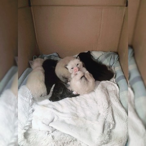 iskrennost_namerenyi в LOOKY. #милыми,#останемся,#лайти,#джесси,#аксель,#ева,#пуля,#cat,#cats. Такими #милыми мы бы...