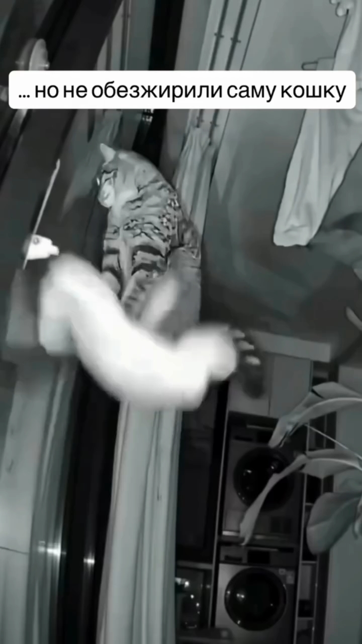 Мышка Муся и Маруся в LOOKY. . [#кошки ](кошки)#кот...