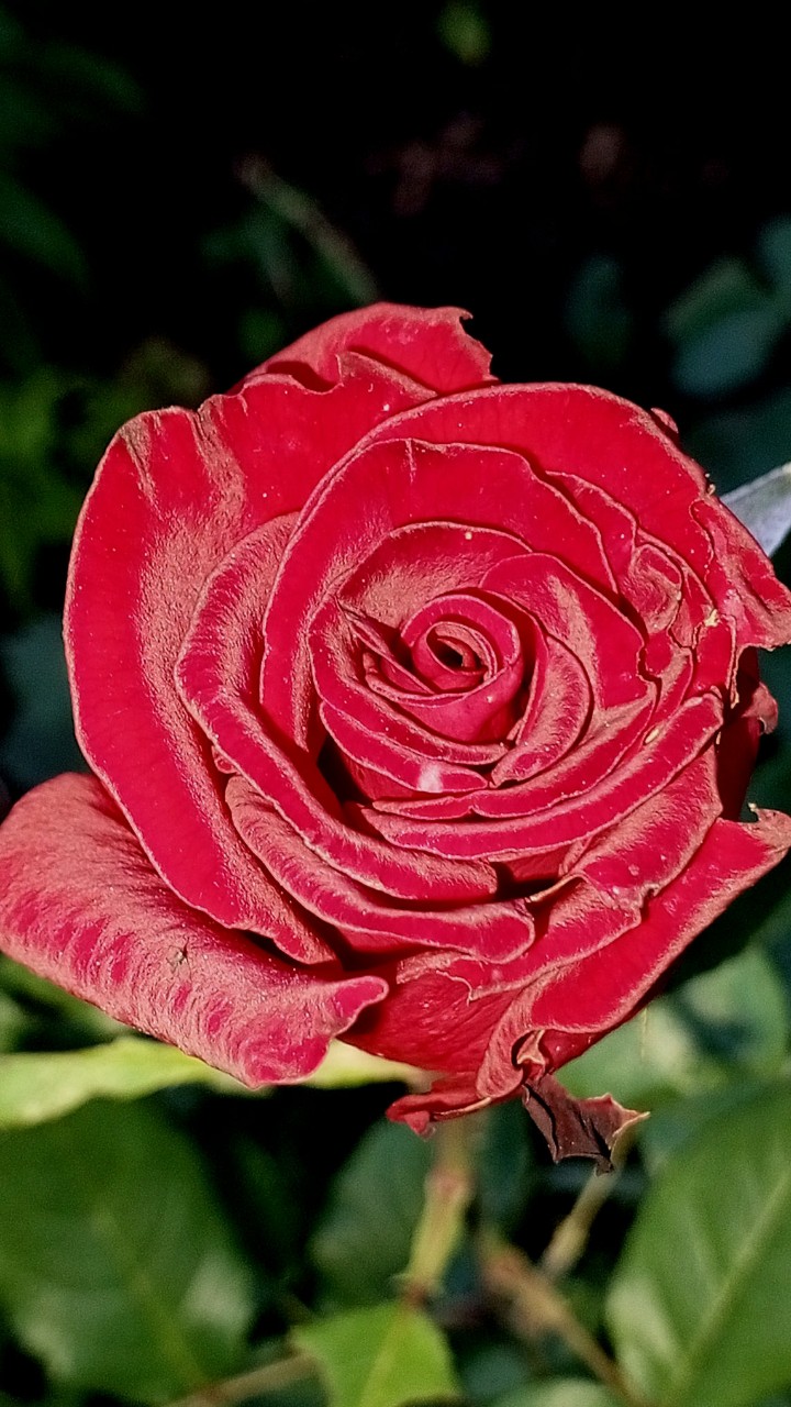 studio.aspro в LOOKY — [#флорибунда](флорибунда) [#rose](rose) 