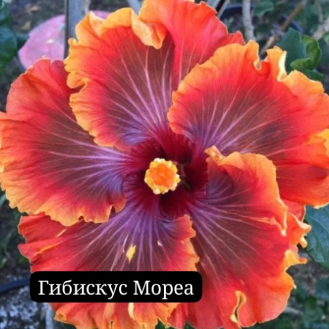 Зеленые пальцы в LOOKY. #гибискусы,#декоративныекустарники,#живаяизгородь. Все вы, конечно, вид...