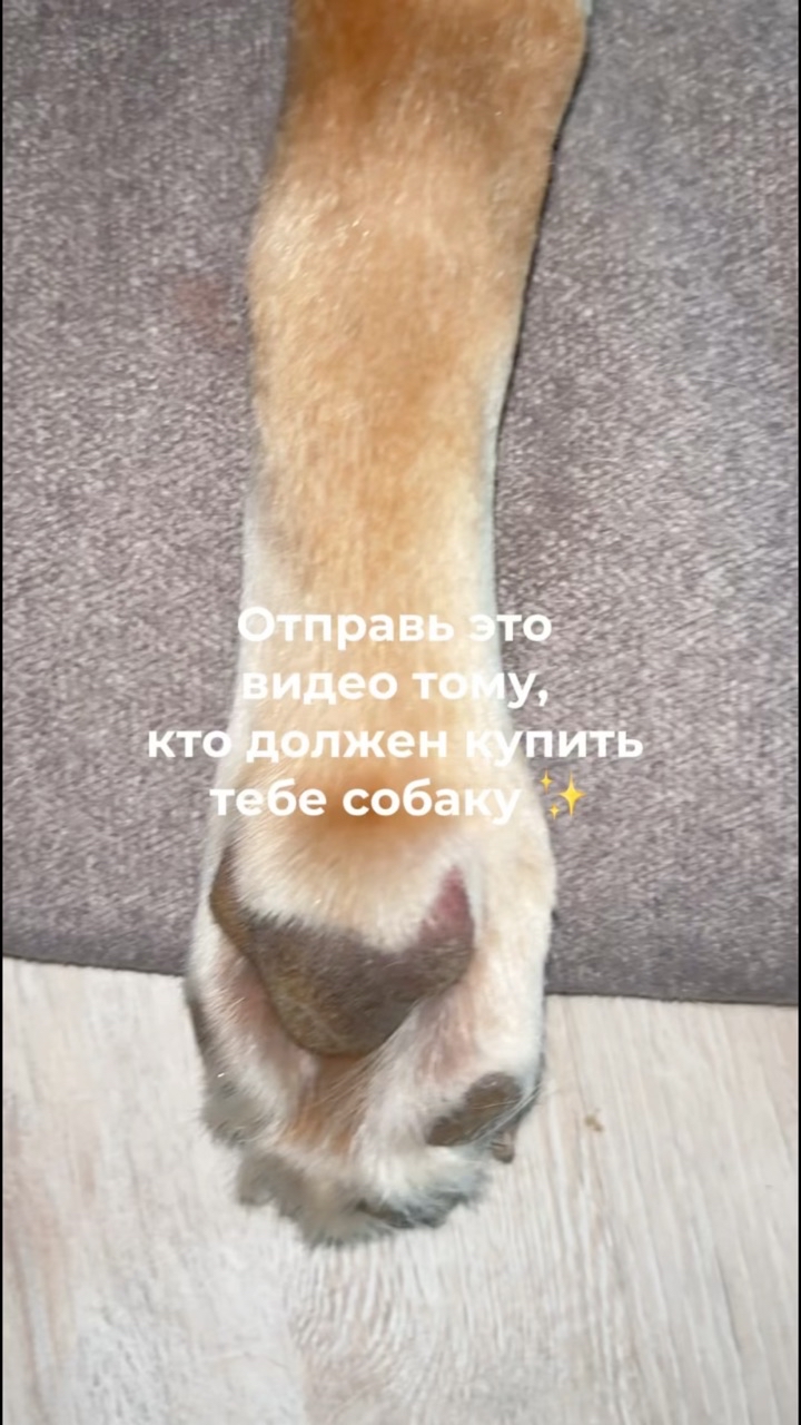 На связи лабрадор Бен-Бен в LOOKY. #собака,#шампунь,#куписобаку. Хотите такую же блес...