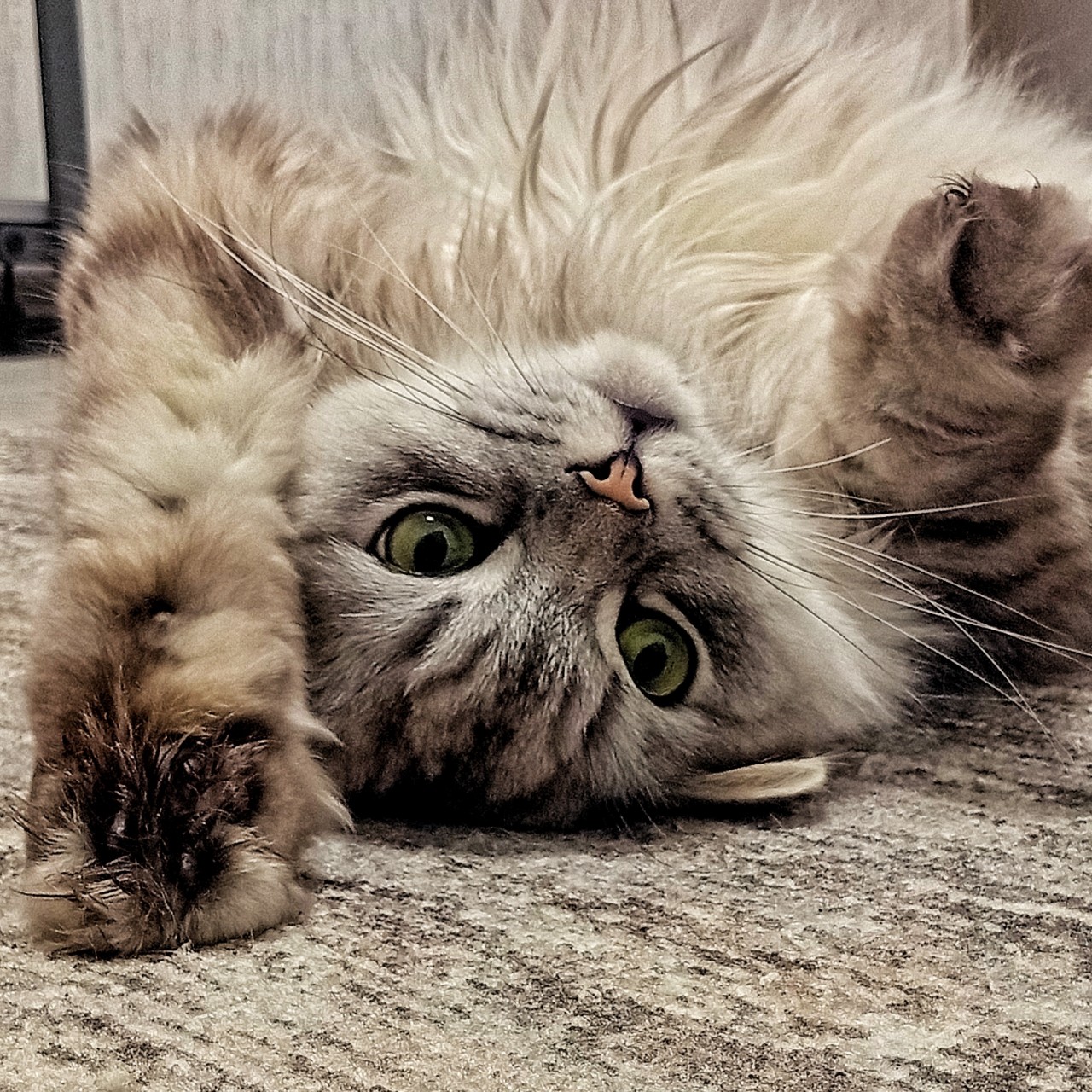 darenka_little в LOOKY. #котейка,#котики,#cats,#ilovemycat,#lovecats,#nature,#instacat,#kitty,#animals,#коты #кот #cat #catsofinstagram #кошка #кошки #котята #котик #котэ #catstagram #котенок #животные #catlover #catlovers #instacat #инстакот #котя #котятки #catlife #catoftheday #cats_of_instagram. #котейка #котики #ca...