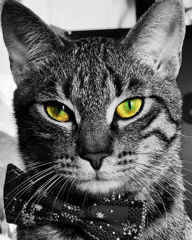 nataliya_tsykanova в LOOKY. . Вы посмотрите только...