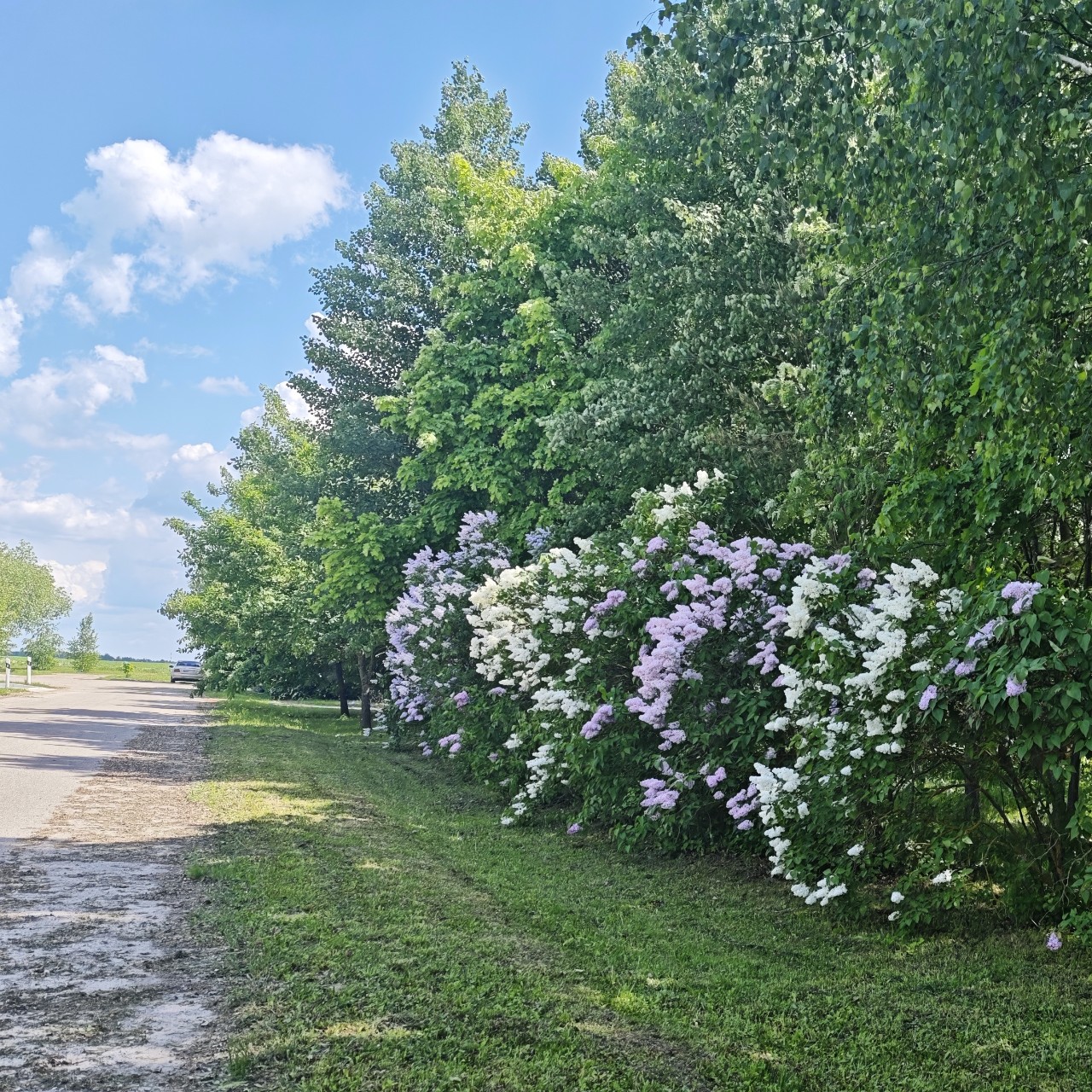 lomka в LOOKY — Наша безумная сирень😍