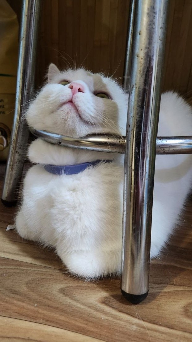 stasyreichtum в LOOKY — Хозяин, дай больше корма, или я вздернусь!!!! #коты