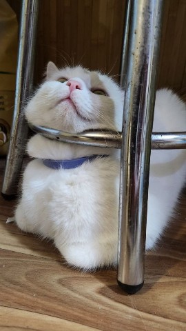 stasyreichtum в LOOKY. #коты. Хозяин, дай больше к...