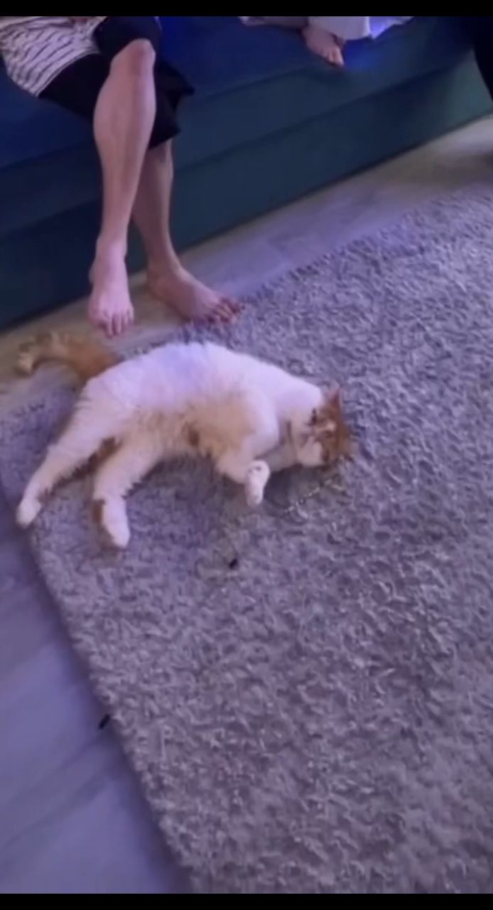 Skill in LOOKY. #neatsvor,#cat,#кошки,#кошка,#Котята,#роботпылесос,#пылесос. Neatsvor X500, близк...
