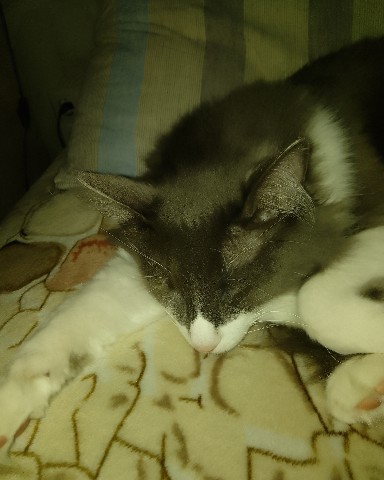 Кот эклер в LOOKY. . Котик спит😴