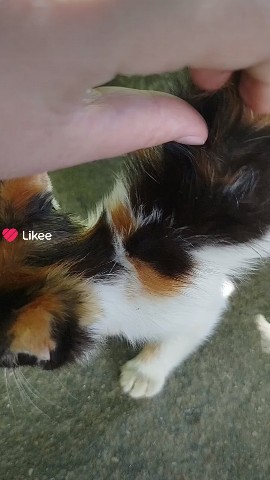  в LOOKY — Котик#мило#домашнийпитомец
