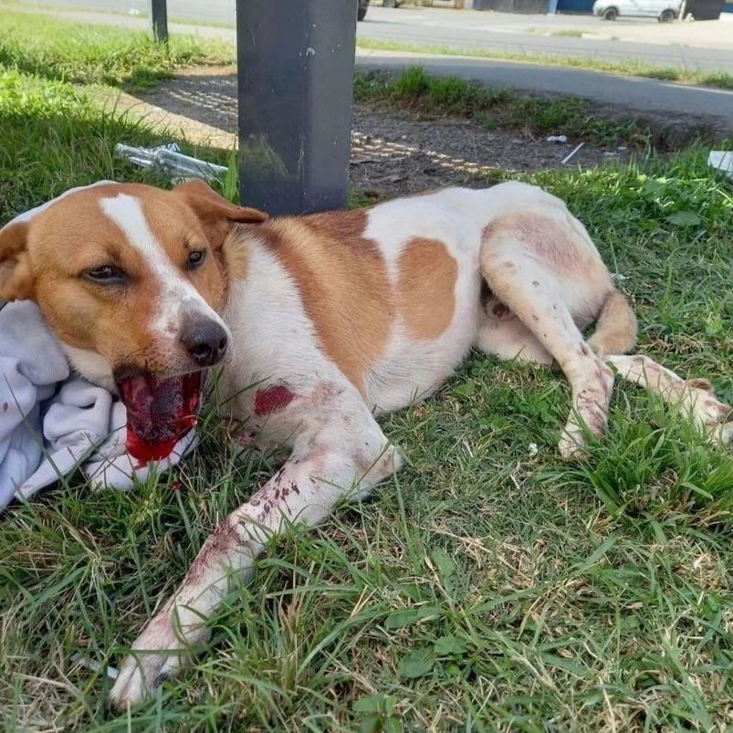 KIWAWU DOGS FOUNDATION в LOOKY — Please Donate to save him because we have no anuger treatmen