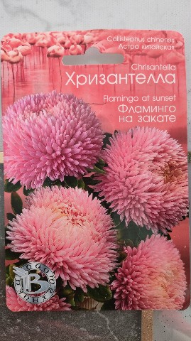 Looky_1706424890914 в LOOKY. . Сажаем Хризантеллу#с...