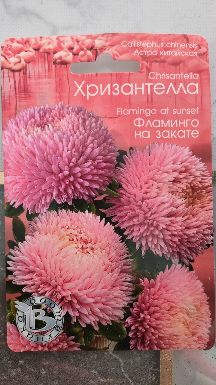 Леночка в LOOKY — Сажаем Хризантеллу#садогород#люблюцветы#