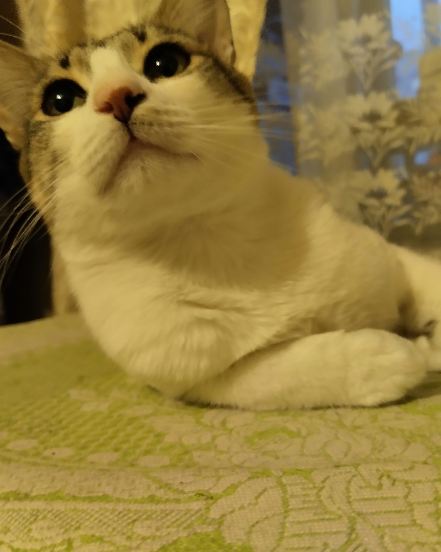 Кот Мурчик in LOOKY. . Что там?