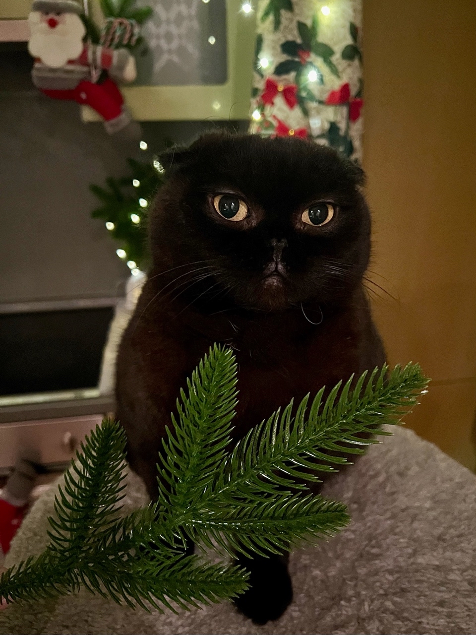 cats_mars_tayson