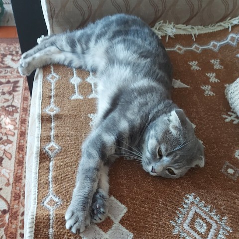 Мусиндра в LOOKY. #муся,#нелюбинка. Жизнь, как у кота......