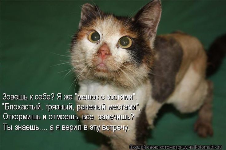 Zoozashita_1784473998Masha в LOOKY — [#зоозащита ](зоозащита)