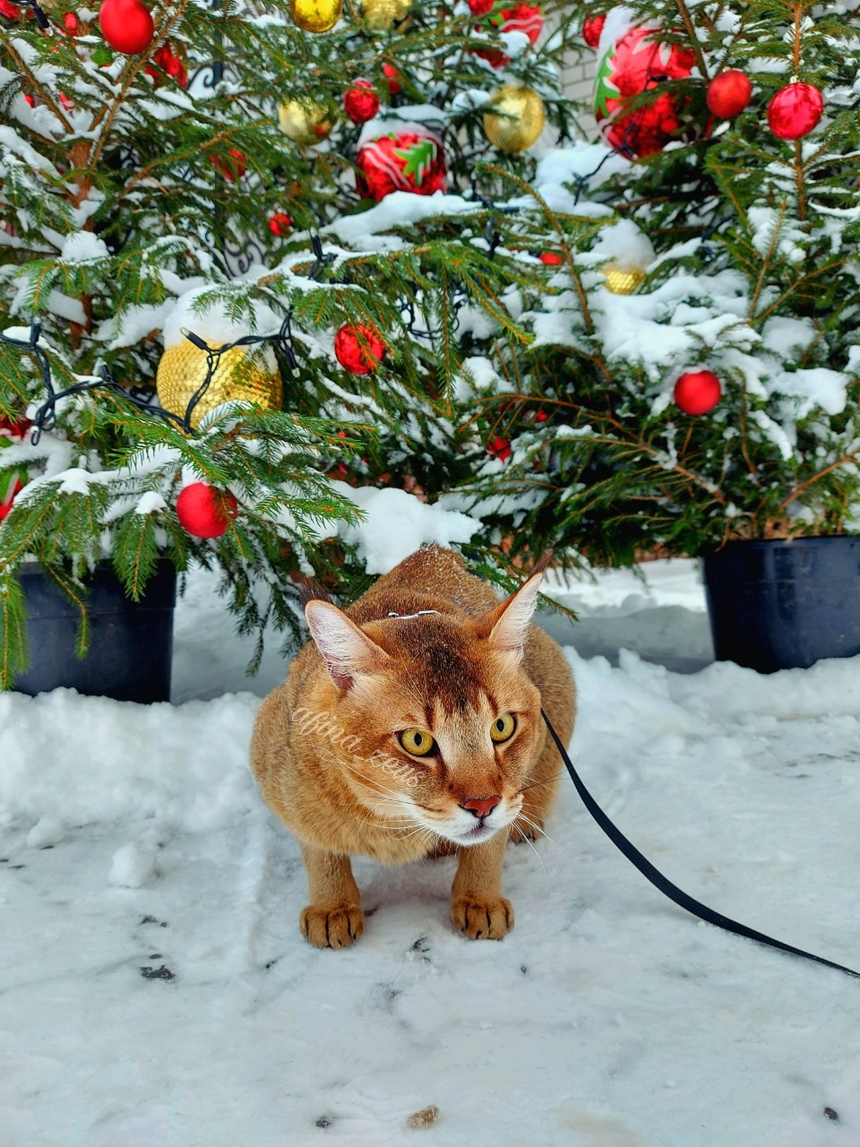 afina_zeus в LOOKY. #кот,#кошки,#кошка,#коты,#мыизкотограма,#большиекошки,#редкиекошки,#красивыекошки,#гибридныекошки,#фотомомент,#моифото,#фотомодель,#фотокота,#looky,#looky_official,#looky_кошки,#looky_контент,#скороновыйгод,#зима,#ёлка. С приближением новог...