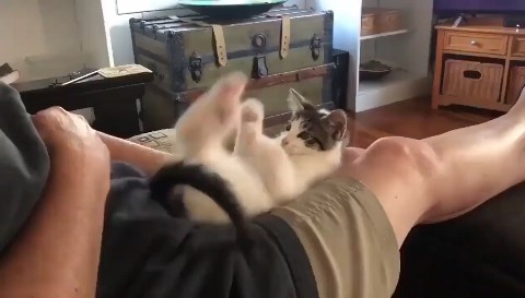 Юмор, видео приколы с кошками, собаками и другими животными 🐱🐶🐼🐷🐵🐻
