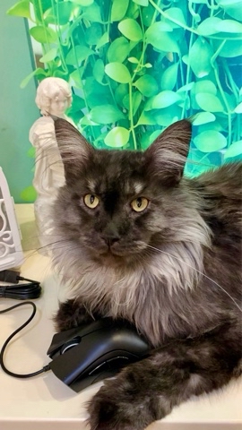 cat_bastion_coon в LOOKY. #котики. Теперь имею самую кр...