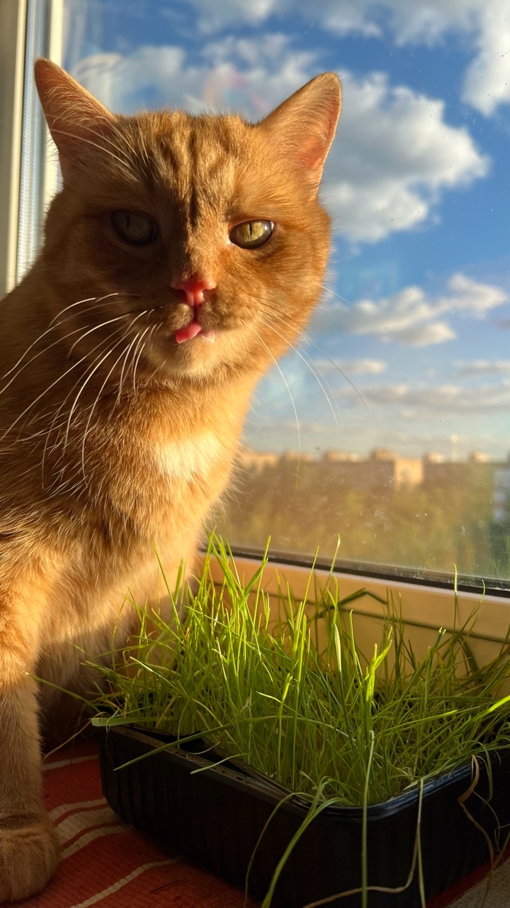 [#флора ](флора)и [#фауна ](фауна)
[#кот ](кот)[#рыжий ](рыжий)[#уокна ](уокна)
