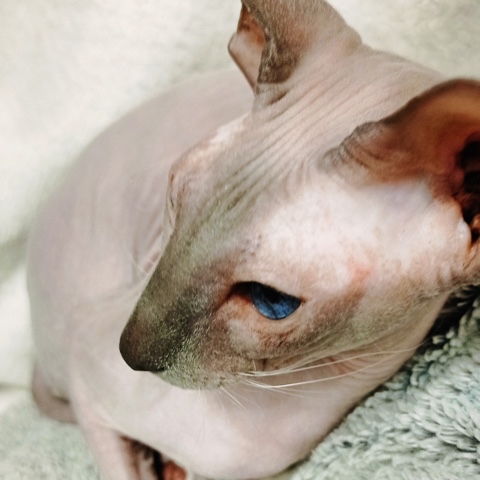 Looky_1693811126390 в LOOKY. #мыизкотограма,#котики,#кошка,#красота,#прикол,#СфинксыЧудоИзЧудес,#сфинкс,#питомцы,#осень,#оченьосень,#beauty,#cat,#sphynxcat,#sphynxlove,#catlover,#catstagram,#cats,#autumn,#autumnvibes. Друзья, привет👋 

К...