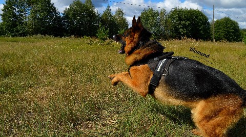 Diamond в LOOKY. #немецкаяовчарка,#немецкая_овчарка,#овчарка,#germanshepherd,#german_shepherd,#german_shepherd_dog,#gsd,#gsdRammstein,#RichBlackTan. Милый Злюк 😈

https...