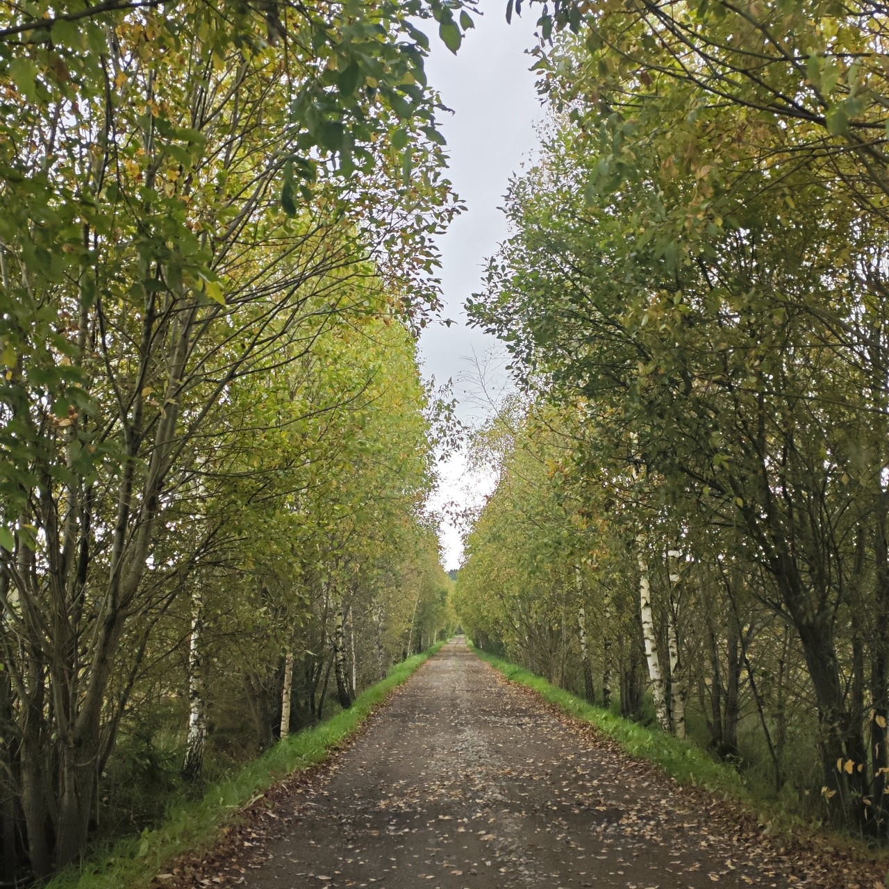 #осень