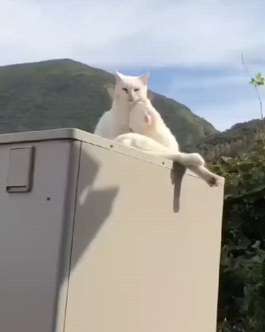 Looky_1692683757168 в LOOKY. . Вот она любовь, а ви...