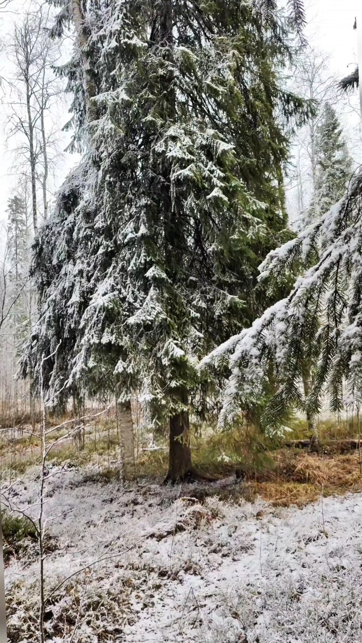 Виктор в LOOKY. #весна
#карелия,#karelia,#karjala,#живувкарелии,#природа,#природакарелии
#looky,#looky_official,#LOOKY_контент,#looky_you,#you,#looky_топ
#videolooky,#LOOKY_рилс. Карелия🌲Karjala
❄️�...
