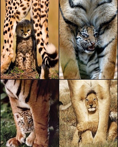 trofimovagalina2011 в LOOKY. . Большие коты 🐱😺🐈