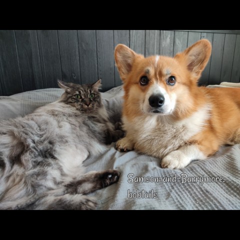 samson_and_barrymore.bobtails в LOOKY. #Самсон_мкб. .
Привет, друзья! Мы...